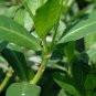Alternanthera Philoxeroides, Alligator Weed Seed 3000 PCS, Kongxin Lianzi Cao