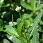 Alternanthera Philoxeroides, Alligator Weed Seed 3000 PCS, Kongxin Lianzi Cao