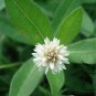 Alternanthera Philoxeroides, Alligator Weed Seed 3000 PCS, Kongxin Lianzi Cao