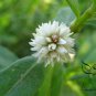 Alternanthera Philoxeroides, Alligator Weed Seed 3000 PCS, Kongxin Lianzi Cao