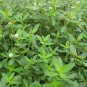 Alternanthera Philoxeroides, Alligator Weed Seed 3000 PCS, Kongxin Lianzi Cao