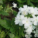 Verbena Hybrida, Garden Verbena Seed 2000 PCS, Hybrid Verbena Meinv Ying