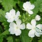 Verbena Hybrida, Garden Verbena Seed 2000 PCS, Hybrid Verbena Meinv Ying
