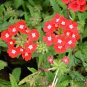 Verbena Hybrida, Garden Verbena Seed 2000 PCS, Hybrid Verbena Meinv Ying