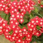 Verbena Hybrida, Garden Verbena Seed 2000 PCS, Hybrid Verbena Meinv Ying