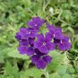 Verbena Hybrida, Garden Verbena Seed 2000 PCS, Hybrid Verbena Meinv Ying