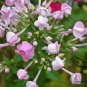 Verbena Hybrida, Garden Verbena Seed 2000 PCS, Hybrid Verbena Meinv Ying