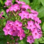 Verbena Hybrida, Garden Verbena Seed 2000 PCS, Hybrid Verbena Meinv Ying
