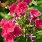 Verbena Hybrida, Garden Verbena Seed 2000 PCS, Hybrid Verbena Meinv Ying