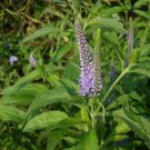 Veronica Spicata, Spiked Speedwell Seed 2000 PCS, Royal Candles Popo Na