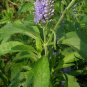 Veronica Spicata, Spiked Speedwell Seed 2000 PCS, Royal Candles Popo Na