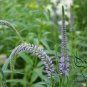 Veronica Spicata, Spiked Speedwell Seed 2000 PCS, Royal Candles Popo Na