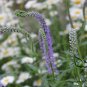 Veronica Spicata, Spiked Speedwell Seed 2000 PCS, Royal Candles Popo Na
