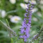 Veronica Spicata, Spiked Speedwell Seed 2000 PCS, Royal Candles Popo Na