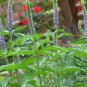 Veronica Spicata, Spiked Speedwell Seed 2000 PCS, Royal Candles Popo Na