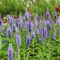 Veronica Spicata, Spiked Speedwell Seed 2000 PCS, Royal Candles Popo Na