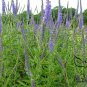 Veronica Spicata, Spiked Speedwell Seed 2000 PCS, Royal Candles Popo Na