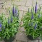 Veronica Spicata, Spiked Speedwell Seed 2000 PCS, Royal Candles Popo Na