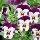 Viola Tricolor, Johnny Jump Up Seed 2000 PCS, Heart's Ease San Se Jin