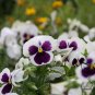 Viola Tricolor, Johnny Jump Up Seed 2000 PCS, Heart's Ease San Se Jin