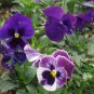 Viola Tricolor, Johnny Jump Up Seed 2000 PCS, Heart's Ease San Se Jin