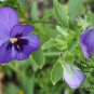 Viola Tricolor, Johnny Jump Up Seed 2000 PCS, Heart's Ease San Se Jin