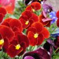 Viola Tricolor, Johnny Jump Up Seed 2000 PCS, Heart's Ease San Se Jin