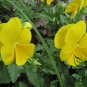 Viola Tricolor, Johnny Jump Up Seed 2000 PCS, Heart's Ease San Se Jin