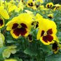 Viola Tricolor, Johnny Jump Up Seed 2000 PCS, Heart's Ease San Se Jin