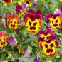Viola Tricolor, Johnny Jump Up Seed 2000 PCS, Heart's Ease San Se Jin