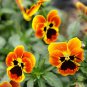 Viola Tricolor, Johnny Jump Up Seed 2000 PCS, Heart's Ease San Se Jin