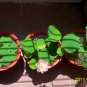 Water Lotus, Nelumbo Nucifera Seed 50 PCS, Sacred Lotus Wan Lian