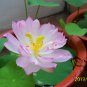 Water Lotus, Nelumbo Nucifera Seed 50 PCS, Sacred Lotus Wan Lian