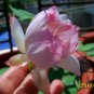 Water Lotus, Nelumbo Nucifera Seed 50 PCS, Sacred Lotus Wan Lian