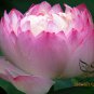 Water Lotus, Nelumbo Nucifera Seed 50 PCS, Sacred Lotus Wan Lian