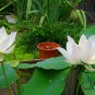 Water Lotus, Nelumbo Nucifera Seed 50 PCS, Sacred Lotus Wan Lian