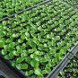 Wax Begonia, Begonia Semperflorens Seed 2000 PCS, Malus Spectabilis Siji Haitang