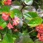 Wax Begonia, Begonia Semperflorens Seed 2000 PCS, Malus Spectabilis Siji Haitang