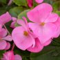Wax Begonia, Begonia Semperflorens Seed 2000 PCS, Malus Spectabilis Siji Haitang