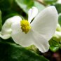 Wax Begonia, Begonia Semperflorens Seed 2000 PCS, Malus Spectabilis Siji Haitang