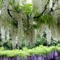 Wisteria Sinensis, Chinese Wisteria Seed 300 PCS, Zi Teng