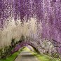 Wisteria Sinensis, Chinese Wisteria Seed 300 PCS, Zi Teng