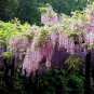 Wisteria Sinensis, Chinese Wisteria Seed 300 PCS, Zi Teng