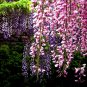 Wisteria Sinensis, Chinese Wisteria Seed 300 PCS, Zi Teng