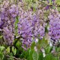 Wisteria Sinensis, Chinese Wisteria Seed 300 PCS, Zi Teng