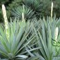 Yucca Gloriosa, Glorious Yucca Seed 1000 PCS, Feng Wei Lan