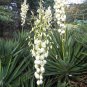 Yucca Gloriosa, Glorious Yucca Seed 1000 PCS, Feng Wei Lan