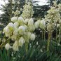 Yucca Gloriosa, Glorious Yucca Seed 1000 PCS, Feng Wei Lan