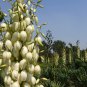 Yucca Gloriosa, Glorious Yucca Seed 1000 PCS, Feng Wei Lan