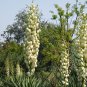 Yucca Gloriosa, Glorious Yucca Seed 1000 PCS, Feng Wei Lan